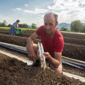 Hochsaison: Alles Spargel oder was?