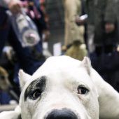 Ein Kampfhund und zahnlose Gesetze