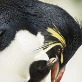 Nachwuchs bei den Felsenpinguinen