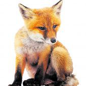 Fuchsbestand arg geschrumpft