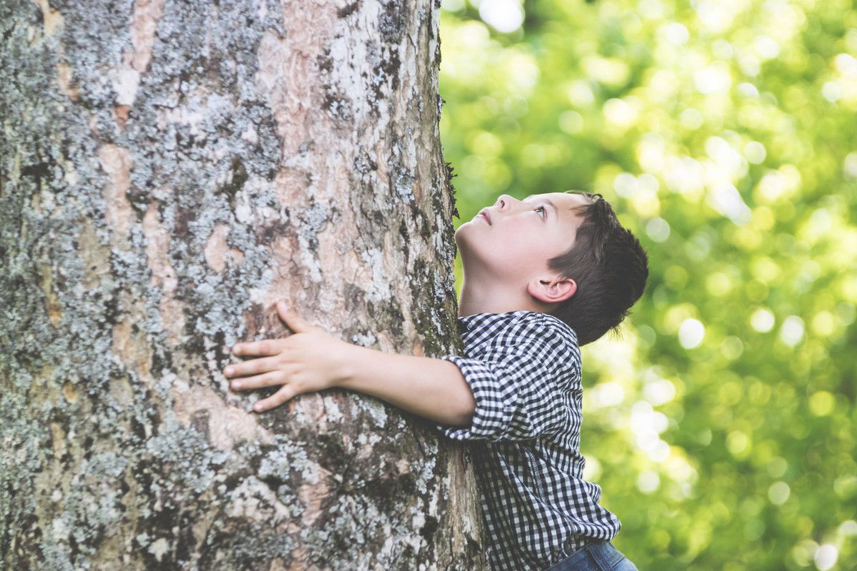 Der Wettbewerb soll die Aufmerksamkeit auf den Baum lenken. fotolia