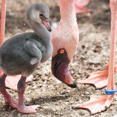 Nachwuchs bei den Zwergflamingos