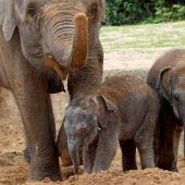 Hannover hat ein neues Elefantenbaby