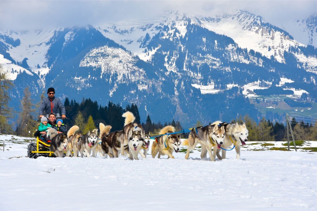 Husky-Schlittenfahrt mit Kindern - VN Heimat