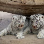 Süßer Tigernachwuchs