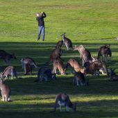 Tierische Zuschauer am Golfplatz