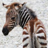 Babyboom im Zoo Schmiding