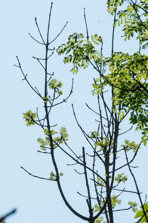 Einzelne Triebe der Eschen sterben einfach ab.  VN