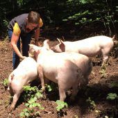Glückliche Schweinchen tun uns gut