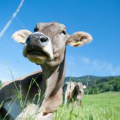 Viehvermarktung und Tierleid