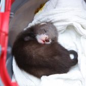 Zweite Chance für Wildtiere