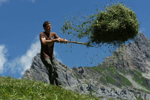 Auf den Alpen machen sich die Älpler Sorgen um die anhaltende Qualität des Grases. Foto: Berchtold