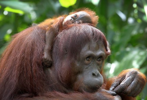 Der Borneo-Orang-Utan wird in drei geografisch isolierte Unterarten unterteilt, die im Laufe Zehntausender Jahre abgewandelte Merkmale entwickelt haben.  Foto: AP