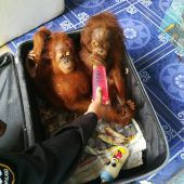 Schmuggler hatte Orang-Utans im Gepäck