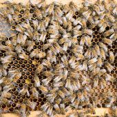 Viren als Bienenkiller