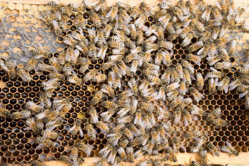 Die Bienen sind weiterhin in Gefahr. Foto: VN/Hartinger