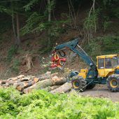 Holzschlägerung am Bahngleis in Gisingen