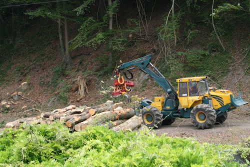 Die nötigen Holzschlägerungen am Föhrenweg in Feldkirch sind abgeschlossen. Foto: bra