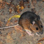 Die Krankheit von der Maus: Hantavirusinfektion droht