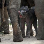 Babyboom im Kölner Zoo