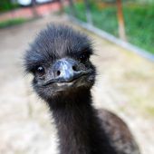 Was guckst du?