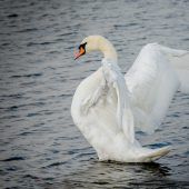 „Er heat a Feadra kriagt.“