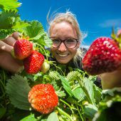 Süße Früchtchen haben Hochsaison in Vorarlberg
