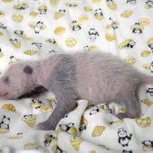 Japan feiert Panda-Mädchen
