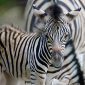 Nachwuchs bei den Zebras