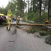 Sturmböe fällt Tanne