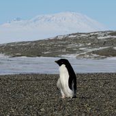 Klima setzt Pinguinen zu