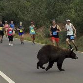 Bär kreuzt Straße bei Lauf