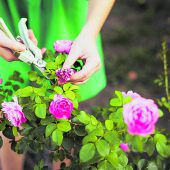 Sommer mit Rosenduft und Blütenpracht