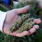 Polizei stellte eine Tonne Cannabis sicher