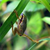 Rote Liste für bedrohte Amphibien in Vorarlberg