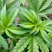 Cannabis-Plantage: Sohn verpetzt Mutter