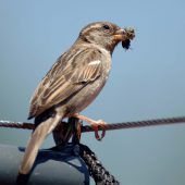 „Er heat Wada wia an Spatz.“