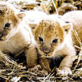 Die Löwenbabys sind los