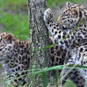 Amurleoparden heißen Akeno und Zivon