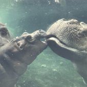 Baby-Hippo auf Tauchstation