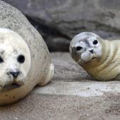 Der neue Star im Zoo