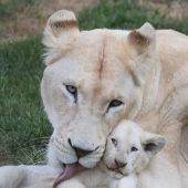 Waschtag im Zoo