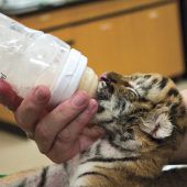 Fläschchen fürs Tiger-Baby