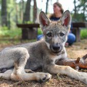 Wolfsnachwuchs mit Flasche aufgezogen