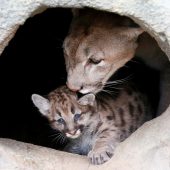 „Katzenwäsche“