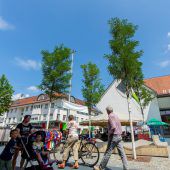 Süßes Gift von Robinien am Kirchplatz Lustenau