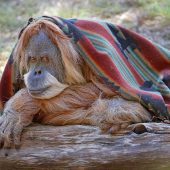 Orang-Utan feiert den 50er