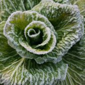 Winterernte im Gemüsegarten