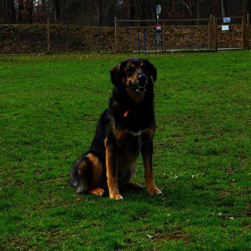 Wer holt die Hunde Nanuk (l. o.) und Bruno (l. u.), Katze Mungi (r. o.) oder Widderkaninchen Molly aus dem Tierschutzheim ab? 