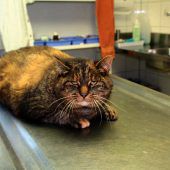 Hunde und  Katzen suchen ideales Zuhause